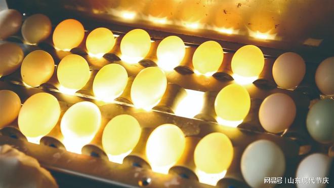 公司:享中华传统美食 品千年蛋品文化麻将胡了app山东陈氏特产食品有限(图2) 公司:享中华传统美食 品千年蛋品文化麻将胡了app山东陈氏特产食品有限(图2)