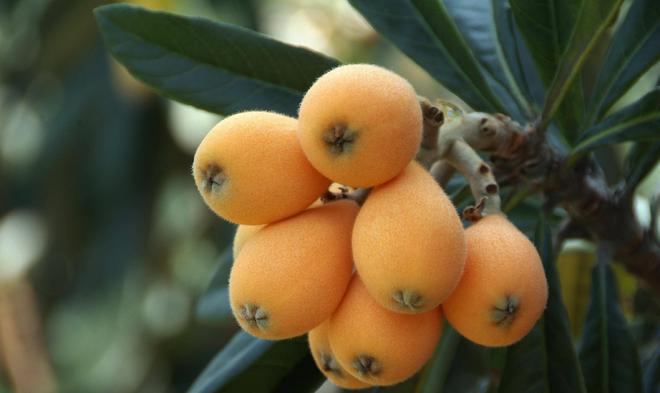 个节气——趁春在留住春的味道麻将胡了模拟器春天的最后一(图4) 个节气——趁春在留住春的味道麻将胡了模拟器春天的最后一(图4)