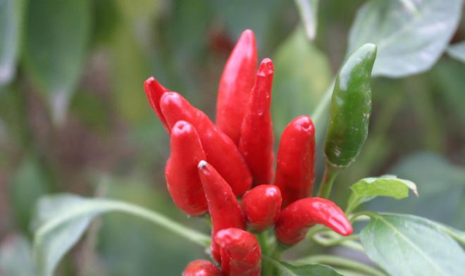 椒原来并不是中国的本土产物麻将胡了每天都能见到的辣(图4) 椒原来并不是中国的本土产物麻将胡了每天都能见到的辣(图4)