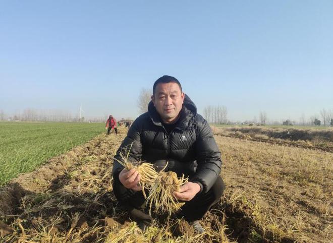 防风药材喜丰收 振兴路上药香浓麻将胡了亳州市谯城区淝河镇:(图2) 防风药材喜丰收 振兴路上药香浓麻将胡了亳州市谯城区淝河镇:(图2)