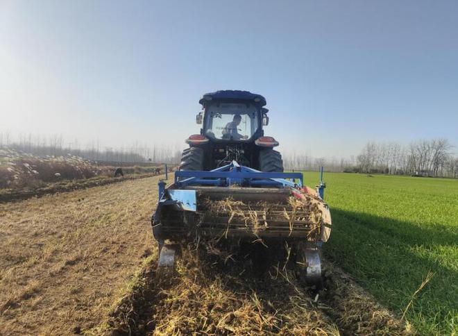 防风药材喜丰收 振兴路上药香浓麻将胡了亳州市谯城区淝河镇：