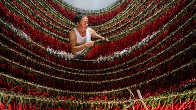 味道——贵州辣椒的魅力与价值麻将胡了精致上海拥抱“穷人”(图2)