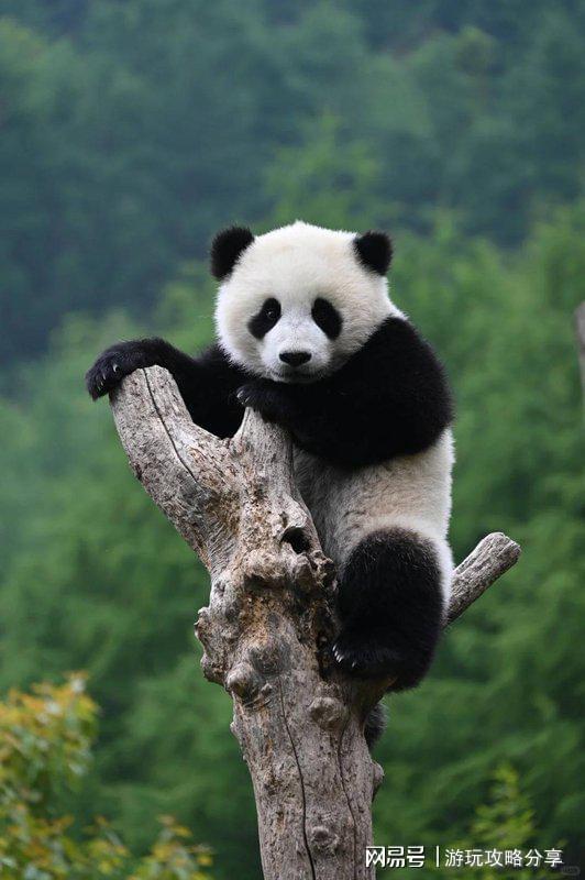 钱 成都3日游这篇省钱攻略一定要看！麻将胡了试玩两个人去成都玩三天要多少