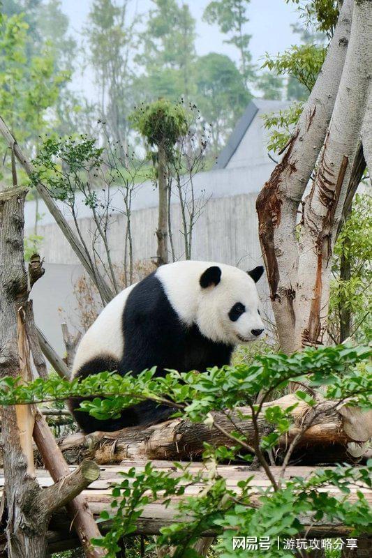 成都几日游最好 建议收藏备用麻将胡了四川景点门票免费政策(图5)